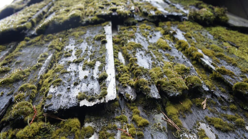 roof moss removal