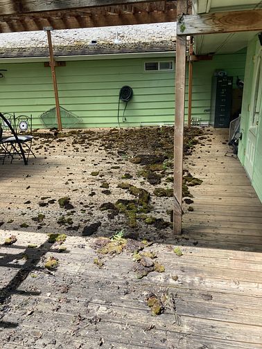 roof moss removal