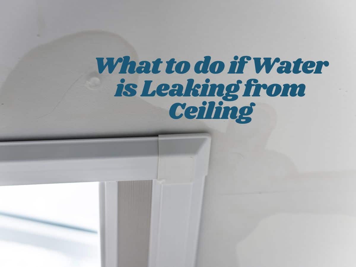 What to Do if Water is Leaking from Your Ceiling IBEX Roof